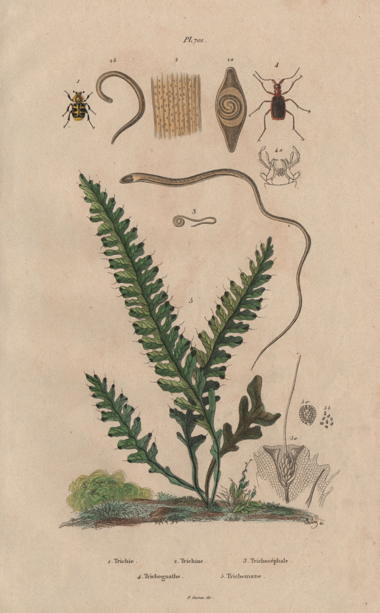 Trichius.Trichina.Whipworm.Trichognathe.Trichomane (Climbing Bristle Fern) 1833